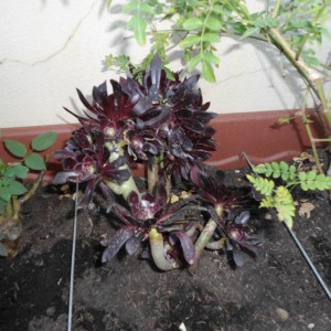 Aeonium Purpureum