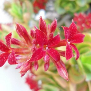 Fiori rossi di Kalanchoe