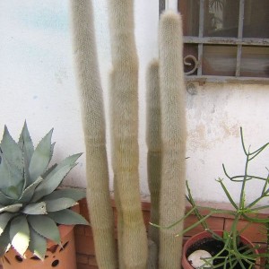 Cleistocactus strausii