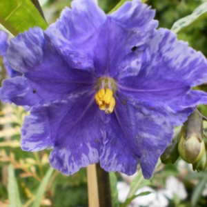 solanum aviculare fiore