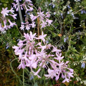 tulbaghia