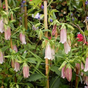 campanula takesimana