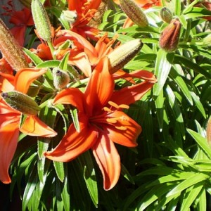 Lilium12CF