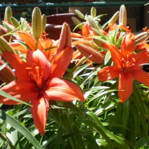 Lilium12BF