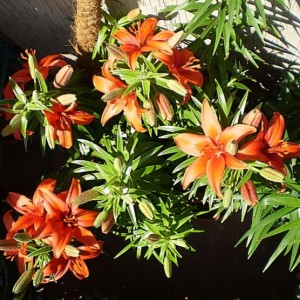 Lilium12AF