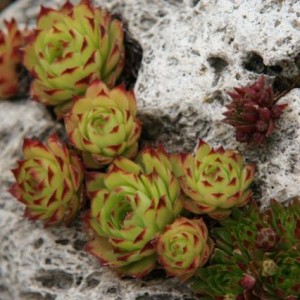 Giardino Roccioso Lilliput