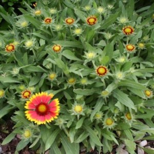 Incontri ravvicinati - Gaillardia Grandiflora 1