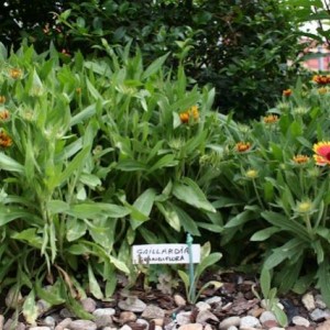 Incontri ravvicinati - Gaillardia Grandiflora 2