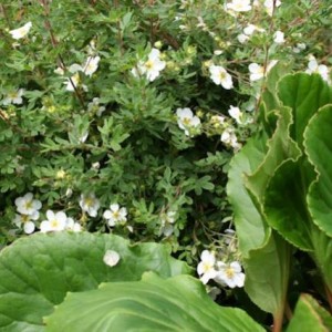 Incontri ravvicinati - Potentilla Fruticosa 1