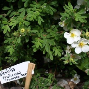 Incontri ravvicinati - Potentilla Fruticosa 2