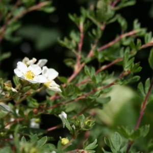 Incontri ravvicinati - Potentilla Fruticosa 3