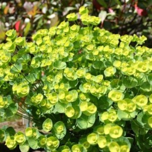 Incontri ravvicinati - Euphorbia