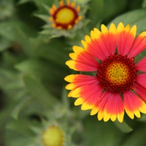 Gaillardia