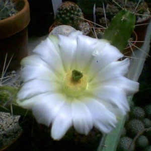 E. pentalophus fiore bianco