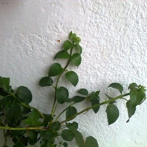 apici vegetativi apparentemente intatti