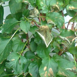 Foto0063