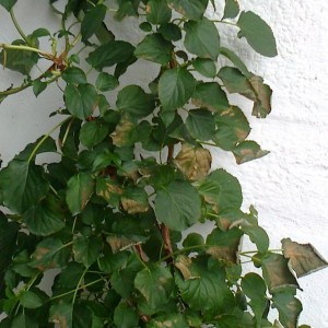 Foto0067