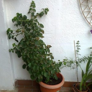 vicinanza con altre piante