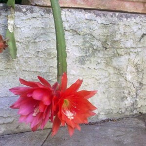 epiphyllum2