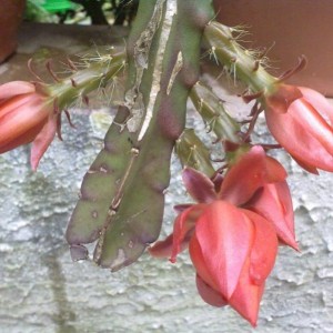 epiphyllum3