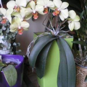 orchidea vaso Lechuza