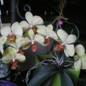 orchidea vaso Lechuza1