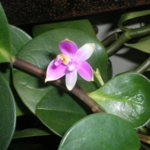phal violacea1
