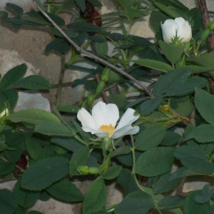 Rosa antica..giardino università di Pordenone
