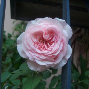 Balcone..rosa sbocciata Maria Theresia
