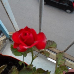 SDC11420
