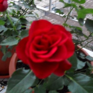 SDC11413