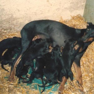 animali (60)