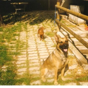 animali (35)