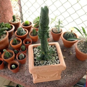 P6020352
