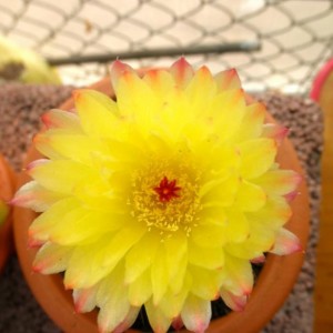 P6010354