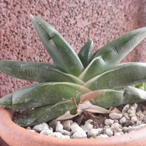 P6010353