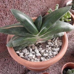 P6010352