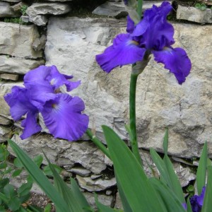 Iris