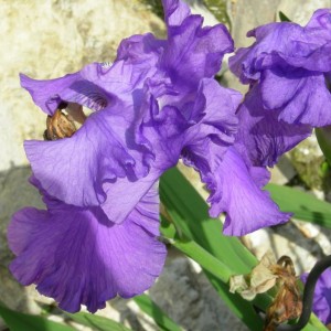 iris