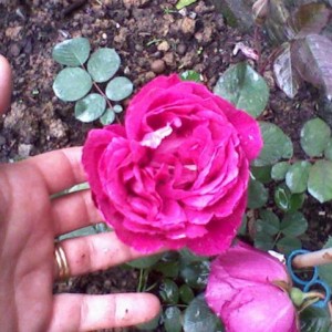 Rose à Parfum de l'Hay6