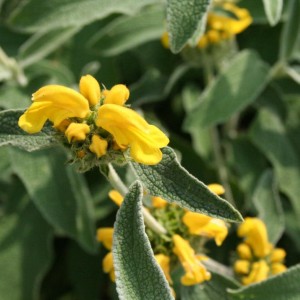 3 giugno 2012 003                   phlomis