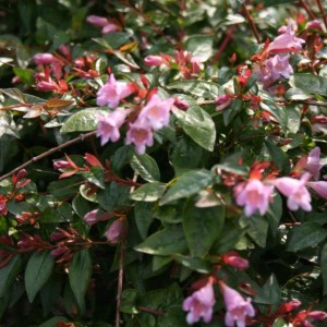 3 giugno 2012 011                 abelia  "edwuard gaucher"