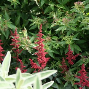 3 giugno 2012 004     astilbe arendsii fanal