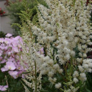 3 giugno 2012 005   astilbe arendsii boudal veil