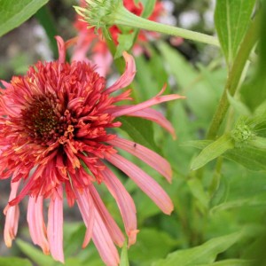 3 giugno 2012 006    echinacea dabble form