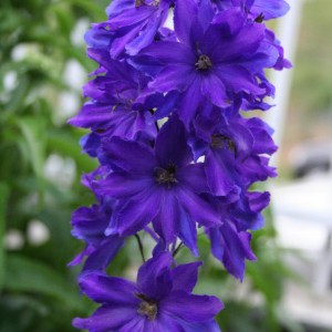 3 giugno 2012 009   delphinium