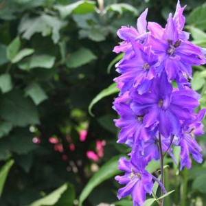 3 giugno 2012 010  delphinium