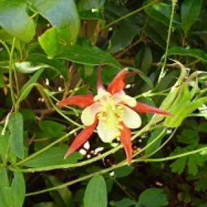 011   aquilegia