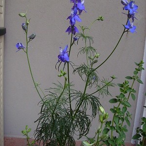 033  l'angolo di ale    delphinium