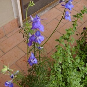 031  l'angolo di ale      delphinium